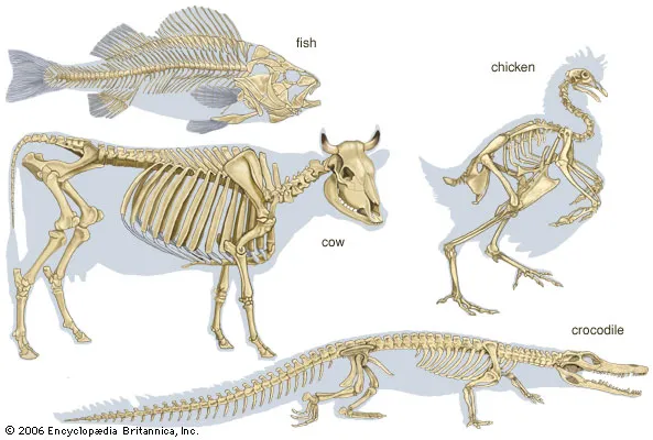 vertebrate-skeletons.png